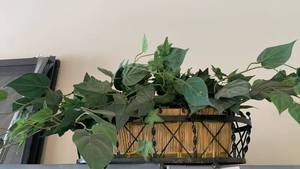 lot 3025 image: Ivy Plant in Decorative Wicker and Metal Basket Planter