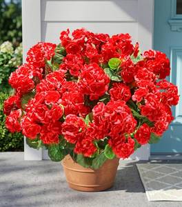 lot 17772 image: Fake Geraniums Artificial Flowers for Outdoors Outside, 6 Bundles Red Silk Geraniums Fake Flowers Plants Realistic UV Resistant Faux Flowers for Outdoor Planters Garden Balcony Yard Porch Indoor Decor