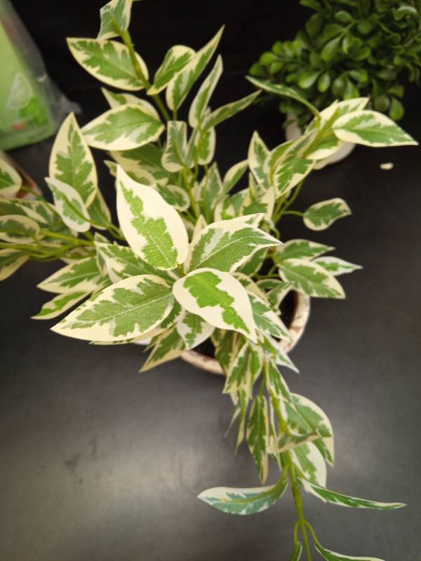 lot 2077 image: Threshold Studio McGee Faux Ficus Plant - Retail $25