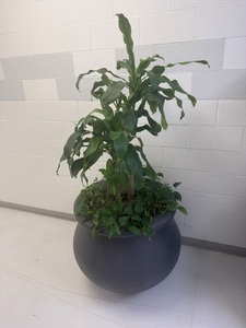 lot 19960 image: Flower Plants in XL Pot - Set of 2