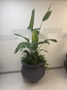 lot 19961 image: Flower Plants in a XL Pot - Set of 2