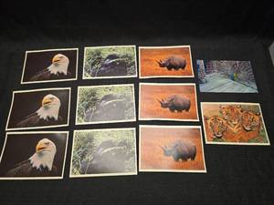 lot 50859 image: Kevin Schafer 1993 Wildlife Photography Postcards Set - Pomegranate Publications