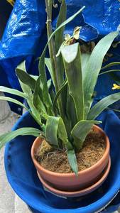 lot 60023 image: Oncidium Orchid Plant Yellow Flowers Terracotta Pot
