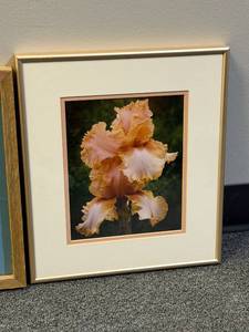 lot 55 image: Framed award winning photo of an iris flower 15 x 13 in