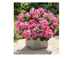 lot 38090 image: Artificial Geranium Fake Flowers for Outdoors Decoration, 6 Bundles Silk Geraniums Pink Flower UV Resistant Look Real Faux Plants for Outside Planter Front Door Garden Porch Patio Balcony Yard Home - Retail $20
