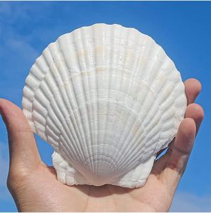 lot 18531 image: QEQEKAKA 10PCS Large Scallop Shells for Crafts 4-5 White Sea Shells for Baking Shells, Crafts DIY Painting Beaching Wedding Decoration, Beach Natural Scallop Shells Bulk
