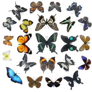 lot 18596 image: Real Butterfly Specimens, Butterfly Specimens of Different Colors and Styles, Used for Butterfly Frame Materials, Animal Specimens, DIY Decorations Handmade Artworks and Science Education(8)