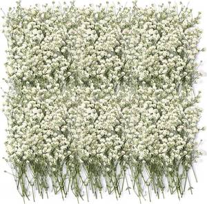 lot 18827 image: Tinideya 100 Pcs Dried Babys Breath Flowers Bulk Babys Breath Real Pressed Flowers Natural Gypsophila for Resin Wedding Art Craft Baby Shower DIY Invitations Scrap Booking Card Making(Ivory White)