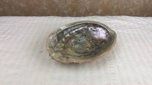 lot 63 image: Abalone Shell Specimen with Iridescent Mother of Pearl Interior