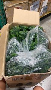 lot 21138 image: AOKIIE 4FT Artificial Topiary Cedar Plants Outdoor, Faux Pine Trees UV Resistant and Potted, 48 Inch Tall Fake Shrubs Evergreen for Front Porch Decor Set of 2 - Retail $0