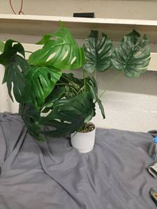lot 532 image: Fake Monstera Plant Decoration - Retail $0