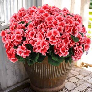 lot 15061 image: Hananona 12 Pcs Artificial Geranium Flowers for Outdoors Geranium Silk Flowers Outdoor UV Resistant Garden Plants Faux Flowers for Home Kitchen Table Centerpieces Decor (12, Peach) - Retail $47