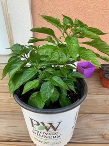 lot 3 image: Healthy live habanero pepper plant