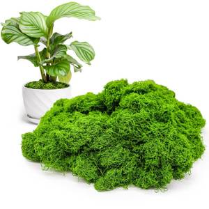 lot 18247 image: Aspamms Fake Green Moss for Potted Plants Indoor, 5.3oz Artificial Moss for Crafts, Faux Decor for Fairy Garden, DIY Decorative, Model Making, Walls, Glass Containers, Home