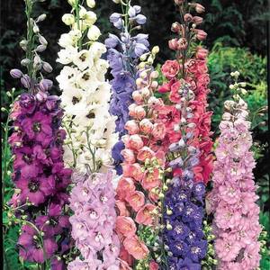 lot 10467 image: SeedsUP - 70 Seeds Giant Delphinium - Flower Mix