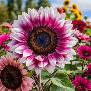 lot 14426 image: ZEshops 50pcs Rare Strawberry Pink Sunflower Seeds - Non-GMO Heirloom Variety for Your Unique Garden