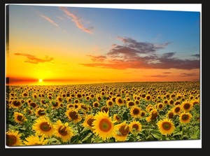 lot 1850 image: Sechars Sunflower Canvas Framed Ready to Hang SC1227-22