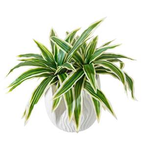 lot 2471 image: ucky 18.1 Artificial Dracaena Greenery Stems (15 Leaves, White-Edged Green), Lifelike Faux Tropical Plant for Shelf, Farmhouse Aesthetic Decor