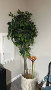 lot 60496 image: Large Artificial Ficus Tree with Wicker Basket and Silk Calla Lily