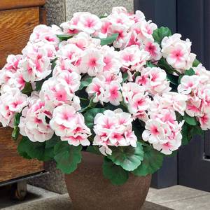 lot 4113 image: SITUMEIZI Artificial Geranium Flowers for Outdoors Geranium White Silk Flower Outdoor Garden Plants 4Pcs UV Resistant Faux Flowers for Front Door Porch Planter Patio Balcony Yard Decor (White-Pink)
