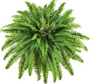 lot 8026 image: Forestwave Artificial Boston Ferns - Outdoor Large 45-Inch Faux
