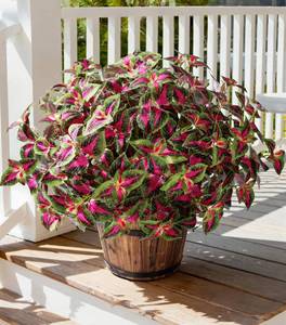lot 38314 image: Artificial Greenery Plants Outdoor, 5 Pcs Faux Coleus Plants UV Resistant Silk Plants with Stems, Fake Plants for Outside Garden Patio Hanging Planter Pathway Front Porch Decoration(Red) - Retail $15