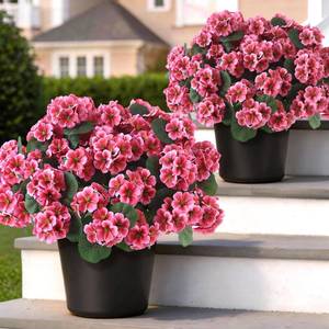 lot 3726 image: 2 Pack Artificial Geranium Flowers Topitary Trees for Outdoors, UV Resistant Geraniums Potted Bushes Look Real Silk Faux Plants for Front Door Garden Porch Planter Farmhouse Home Decor (Peach Red)