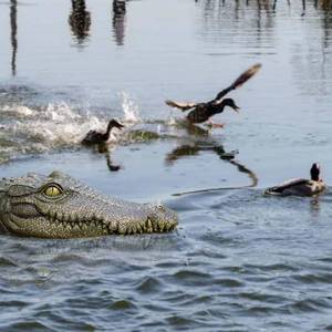 lot 3765 image: Floating Alligator Head, Pool Accessories,13.8 Inches Float Alligator Decoy for Pond, Fake Crocodile Head for Goose, Heron, Duck Deterrent Control, Garden Decor and Yard Decorations Accessories