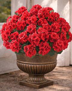 lot 1511 image: Florispera Artificial Flowers for Outdoors 6 Bundles of UV-Resistant Artificial Geraniums, Realistic Silk Flowers for Front Porch, Patio, Garden, Window Boxes & Hanging Baskets (Fuchsia, 6)