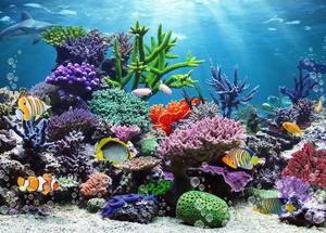 lot 7166 image: SJOLOON Sea Backdrop Ocean Photo Backdrop Tropical Fish Background for Home Baby Birthday Party Decoration 12729 (8x6FT)