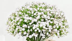 lot 783 image: Cherica Real Touch Babys Breath Artificial Flowers, White Fake Flowers Baby Breath Flowers Artificial Bulk with Stems Branches for Vase Wedding Party Garden Home Decor Centerpiece Arrangements - Retail $13