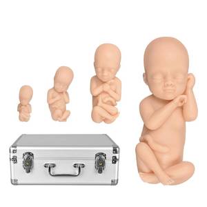 lot 75 image: MedEduQuest Fetus Teaching Model Set, Anatomical Human Development Stages at 12, 16, 22, 30 Weeks, Prenatal Models, Pregnancy Education Tool for Students, Midwives -Male - Retail $220