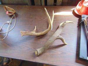 lot 4773 image: Pair of Mismatched Deer Antlers