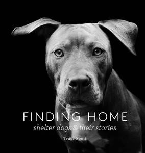 lot 4503 image: Finding Home Shelter Dogs and Their Stories