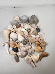 lot 140 image: Mixed Seashells and Starfish Collection Lot