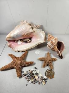 lot 243 image: Seashell and Starfish Collection Lot with Conch Display Piece