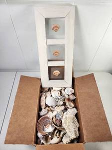 lot 244 image: Shell Display Box with Assorted Seashells and Specimens