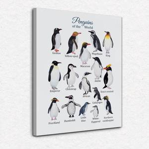 lot 212 image: Penguins of the World Wall Art&nbsp