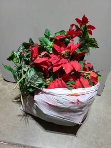lot 3006 image: Bag of red poinsettias