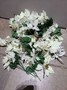 lot 3007 image: White poinsettias