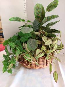 lot 3043 image: Greenery in basket