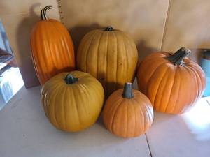 lot 3345 image: 5 pumpkins.