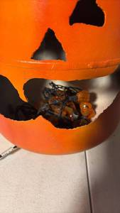 lot 3370 image: Orange Pumpkin Bucket Light-Up Decoration
