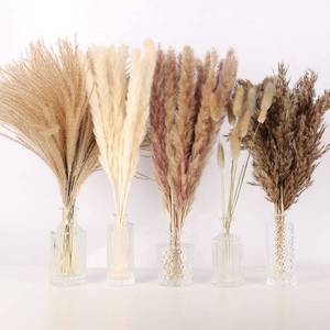 lot 28170 image: Dried Pampas Grass Decor- White Pampas Grass, Brown Pampas, Bunny Tail, Reed, Fluffy Dried Pompas Grass Flower for Home Wedding Table Vase Boho Modern Decor, 75Pcs - Retail $8