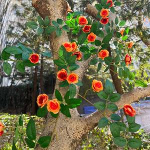lot 9061 image: Shyshining 6FT Bendable Yellow Orange Rose Flower Garland, Artificial Silk Wild Roses Vine Leaves Hanging Flowers for Wall Fireplace Fence Trellis Wedding Home Spring Summer Decor(1PC)