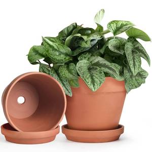 lot 19650 image: INGOFIN Terracotta Pots Set with Saucer - 2-Pack Ceramic Clay Planters with Drainage Hole, Garden Flower Succulent Pots with Tray for Indoor Outdoor Plants, 8 inch, Set of 2