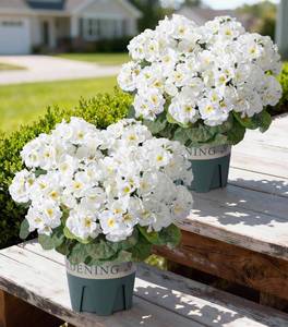 lot 3717 image: Geraniums Artificial Flowers for Outdoors, 2 Pack Potted Plants White Faux Geraniums Bush Artificial Topiaries Realistic UV Resistant Fake Flowers Plants for Planters Outside Gardens Front Door Indoor