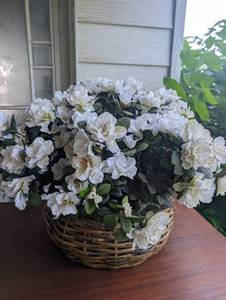 lot 2505 image: White Double Geranium Plant in Woven Basket 8-10 inches