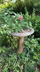 lot 3106 image: Concrete Bird Bath with Pedestal and Red Cardinal Figurine