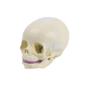 lot 392 image: EVOTECH SCIENTIFIC Human Infant Skull Model, Life Sized Fetus Anatomy Skull Model for Medical Teaching Learning, Students Education Display Tool, Hand Painted - Retail $31